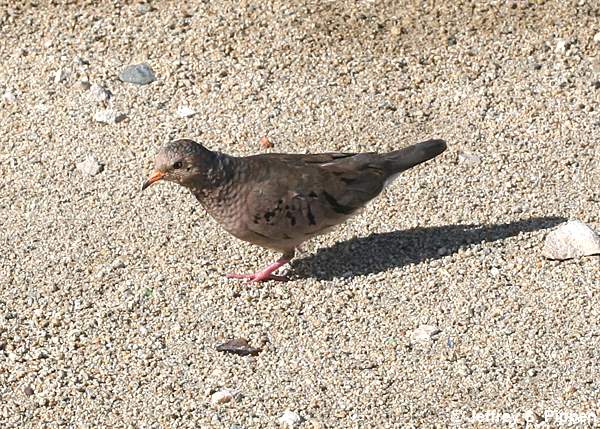 Common Ground Dove (Columbina passerina)