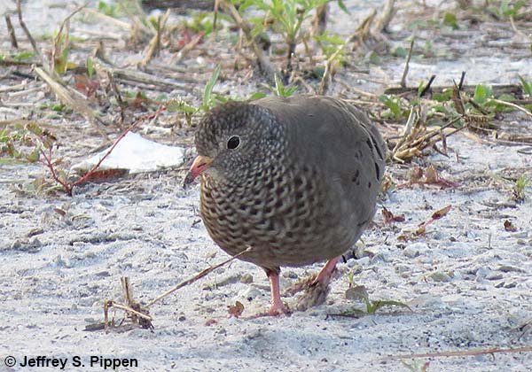 Common Ground-Dove (Columbina passerina)