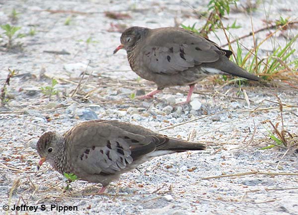 Common Ground-Dove (Columbina passerina)