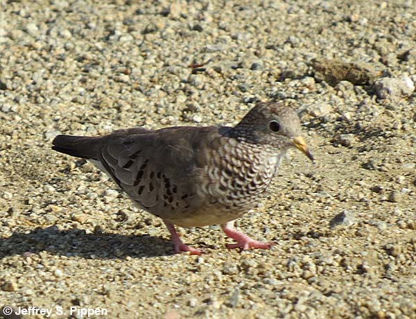 Common Ground Dove (Columbina passerina)