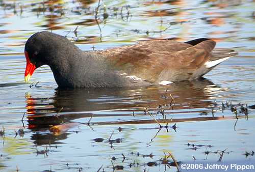 Common Moorhen (Gallinula galeata)