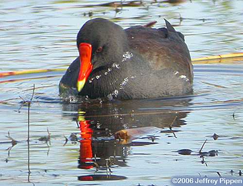 Common Moorhen (Gallinula chloropus)