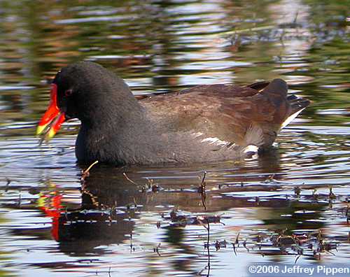 Common Gallinule (Gallinula chloropus)