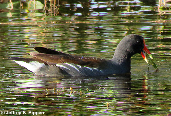 Common Gallinule (Gallinula chloropus)
