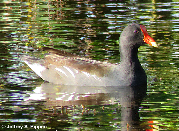 Common Gallinule (Gallinula chloropus)