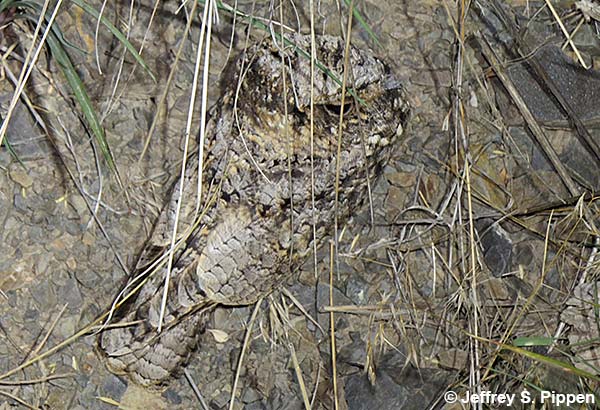Common Poorwill (Phalaenoptilus nuttallii)
