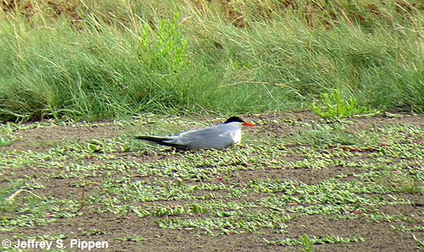 Common Tern (Sterna hirundo)