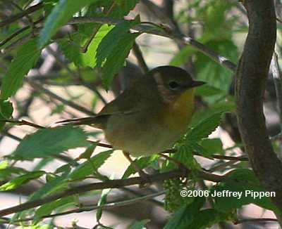 Common Yellowthroat (Geothlypis trichas)