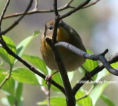 Common Yellowthroat (Geothlypis trichas)