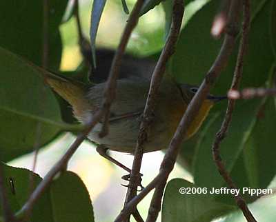 Common Yellowthroat (Geothlypis trichas)