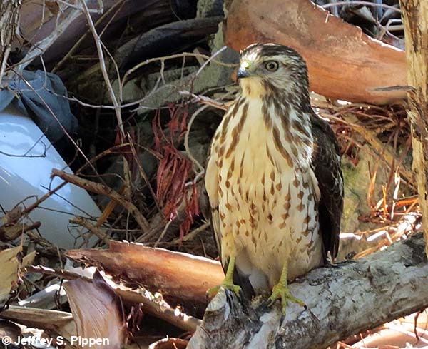Cooper's Hawk (Accipiter cooperii)