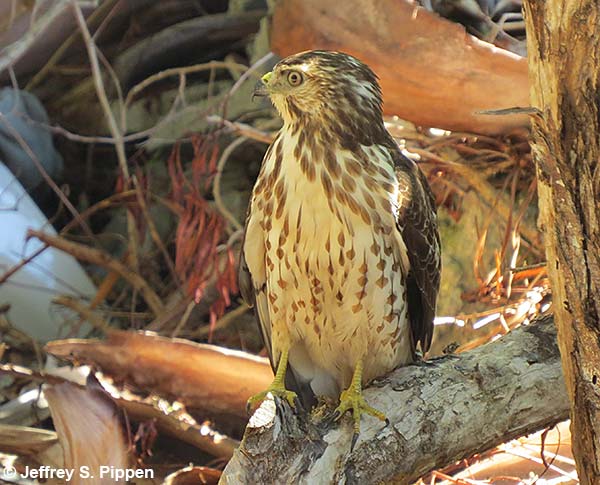 Cooper's Hawk (Accipiter cooperii)