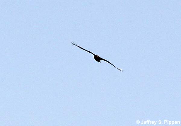 Crested Caracara (Caracara cheriway)