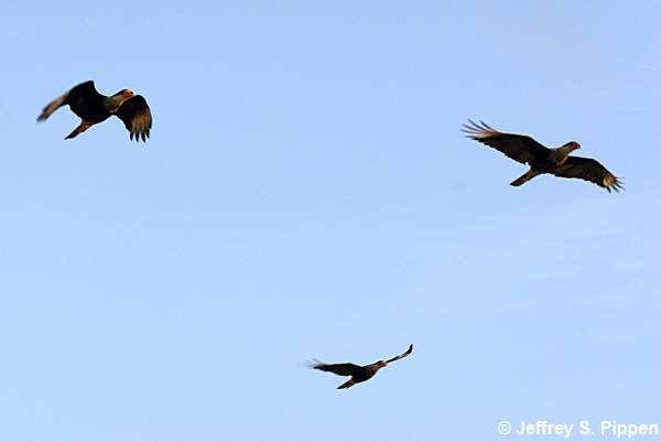 Crested Caracara (Caracara cheriway)