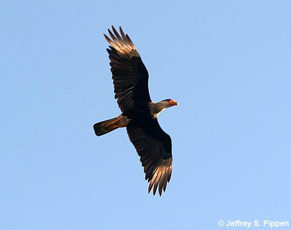 Crested Caracara (Caracara cheriway)