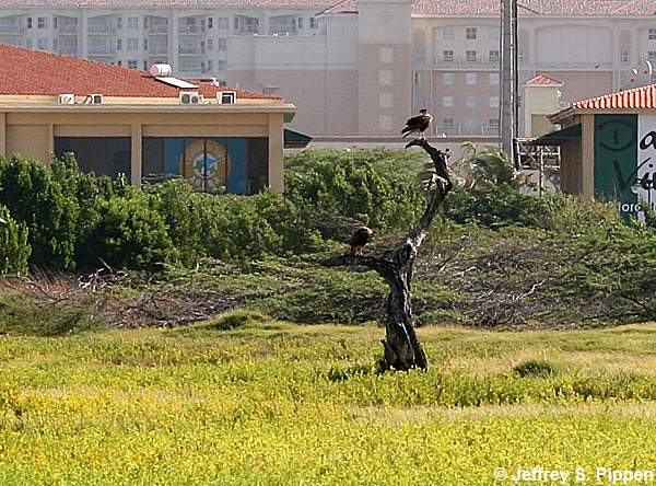 Crested Caracara (Caracara cheriway)