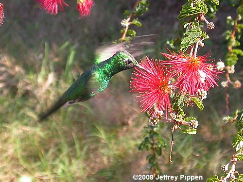 Cuban Emerald (Chlorostilbon ricordii)