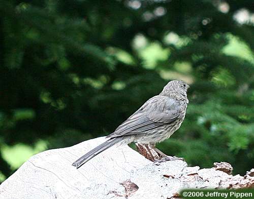 Dark-eyed Junco (Junco hyemalis)