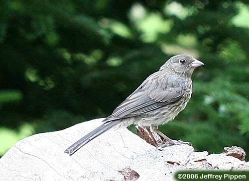 Dark-eyed Junco (Junco hyemalis)