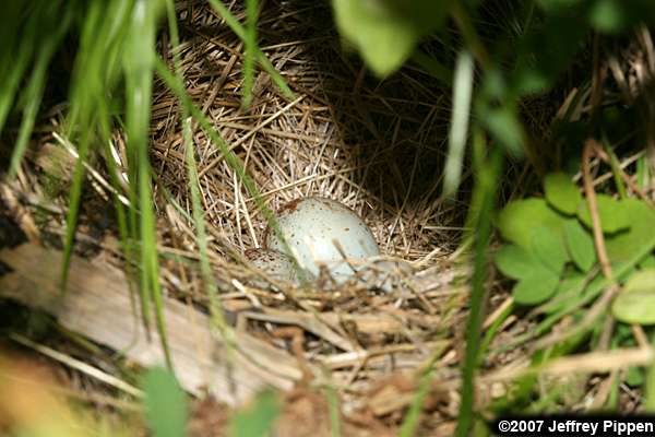 Dark-eyed Junco (Junco hyemalis)