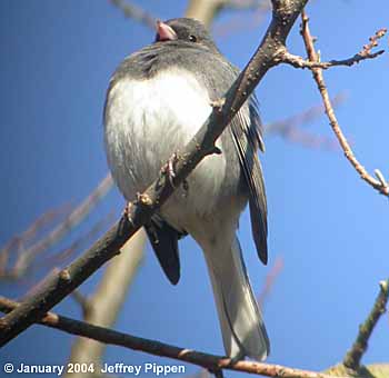 Dark-eyed Junco (Junco hyemalis)