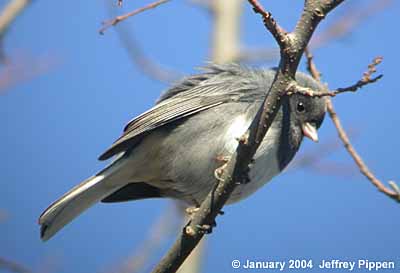 Dark-eyed Junco (Junco hyemalis)