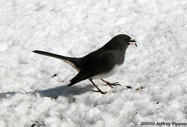 Dark-eyed Junco (Junco hyemalis)
