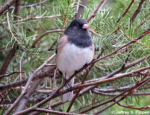 Dark-eyed Junco (Junco hyemalis)
