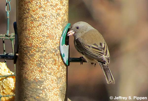 Dark-eyed Junco (Junco hyemalis)