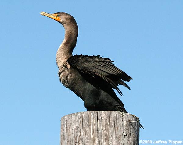 Double-crested Cormorant (Phalacrocorax auritus)