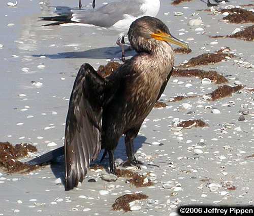 Double-crested Cormorant (Phalacrocorax auritus)