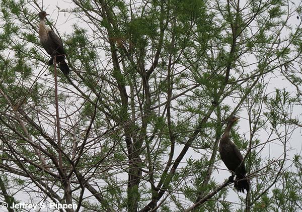 Double-crested Cormorant (Phalacrocorax auritus)