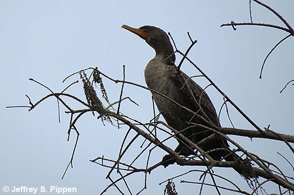 Double-crested Cormorant (Phalacrocorax auritus)