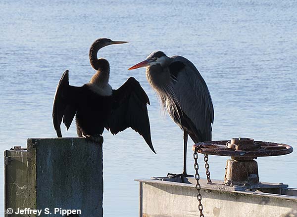 Double-crested Cormorant (Phalacrocorax auritus)