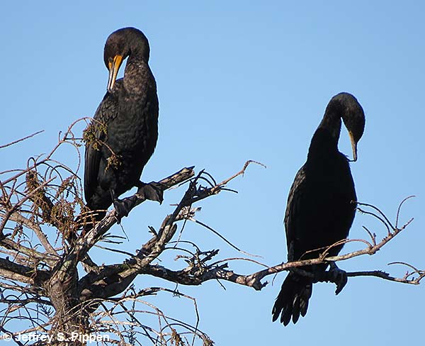 Double-crested Cormorant (Phalacrocorax auritus)