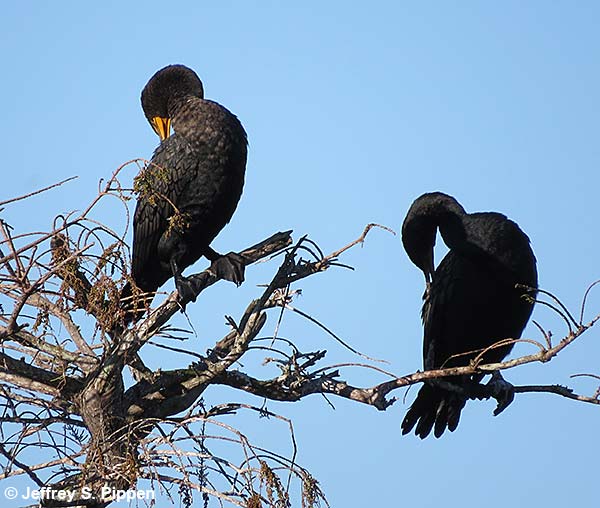 Double-crested Cormorant (Phalacrocorax auritus)