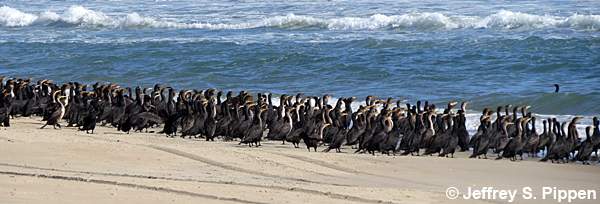 Double-crested Cormorant (Phalacrocorax auritus)