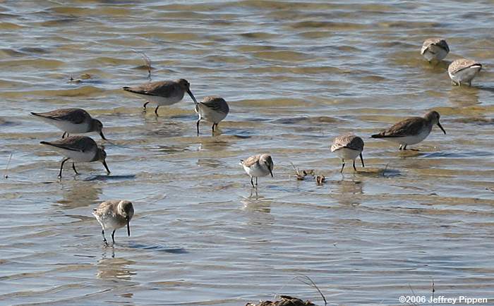 Dunlin (Calidris alpina)