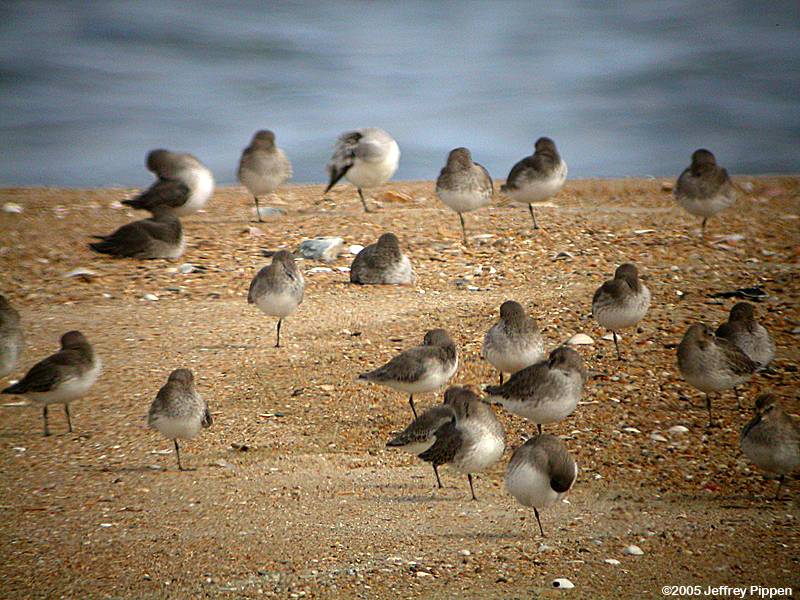 Dunlin (Calidris alpina)