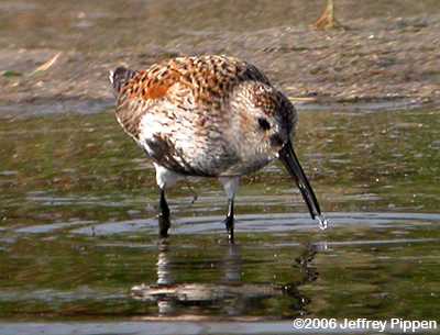 Dunlin (Calidris alpina)