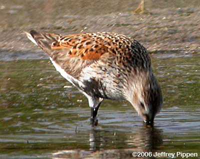Dunlin (Calidris alpina)