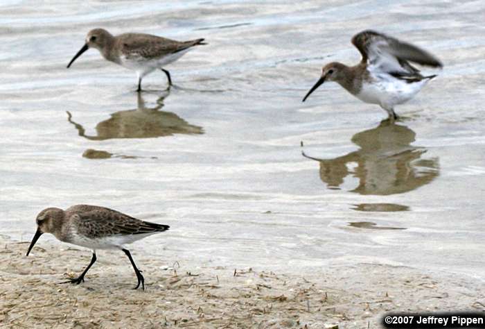 Dunlin (Calidris alpina)