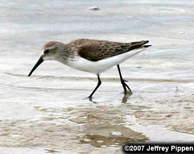 Dunlin (Calidris alpina)