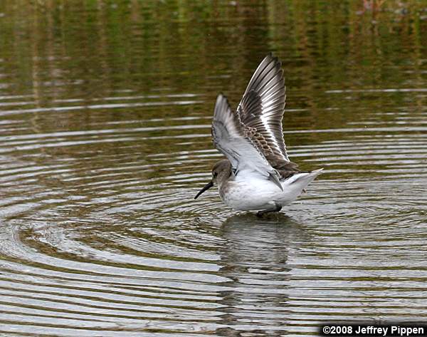 Dunlin (Calidris alpina)