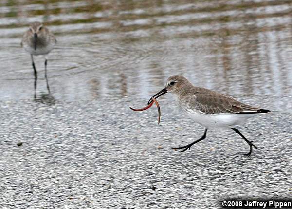 Dunlin (Calidris alpina)
