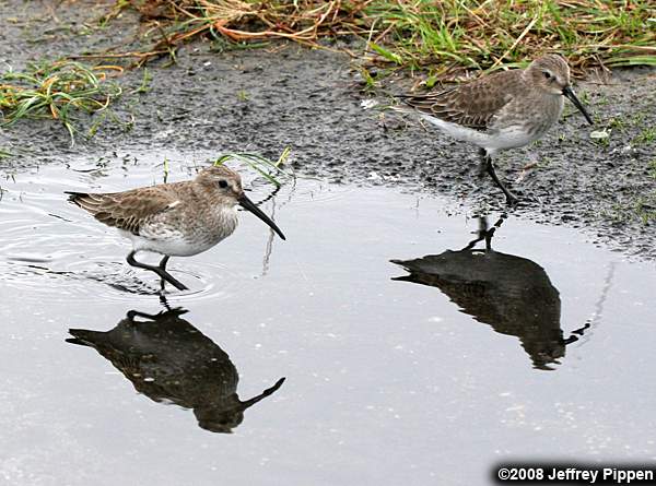 Dunlin (Calidris alpina)