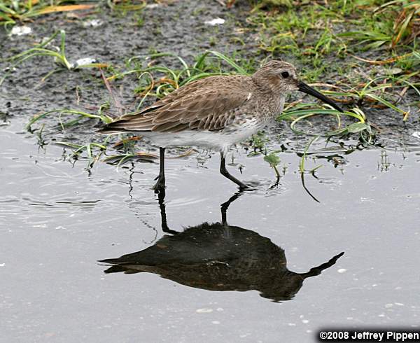 Dunlin (Calidris alpina)