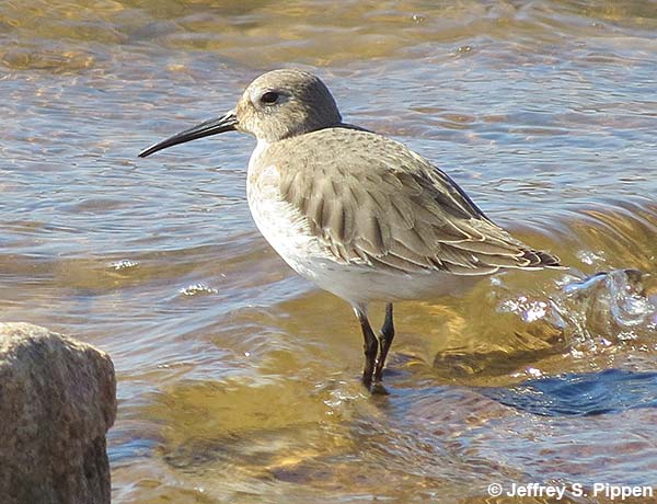 Dunlin (Calidris alpina)
