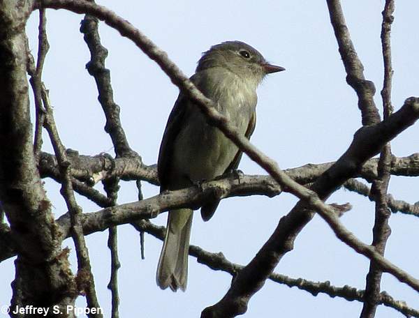 Dusky Flycatcher (Empidonax oberholseri)
