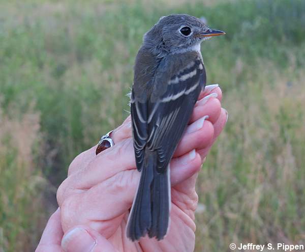 Dusky Flycatcher (Empidonax oberholseri)